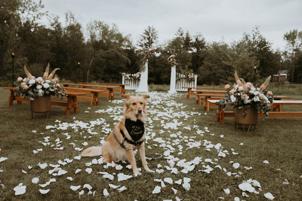 Pup sits at end of rose petal lined aisle at intimate wedding. 